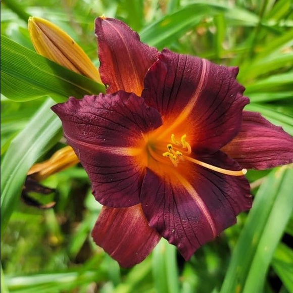 Meet your Posher, Jen - Picture 1 of 1